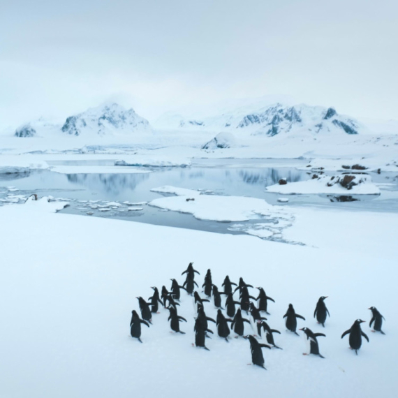 Smrtonosni grip preti fauni: Naučnici upozoravaju na razorne posledice