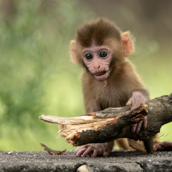 Preslatki makaki majmun osvojio internet: Odbacila ga majka, a on se ne odvaja od plišane igračke VIDEO