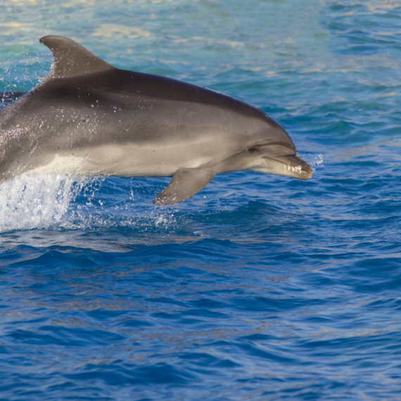 Toksini iz televizora i telefona pronađeni u mozgu delfina