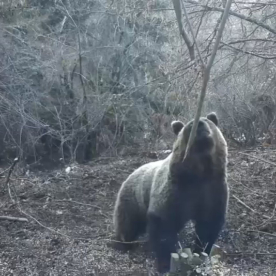 Neverovatan prizor na Tari: Medvedi se probudili iz zimskog sna, a jedan svratio na ručak FOTO