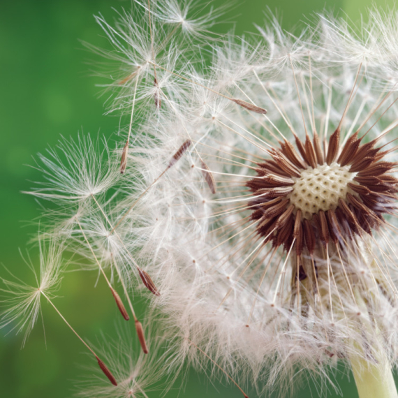 Ima li spasa od alergija: Može li kvantna medicina da pomogne? VIDEO
