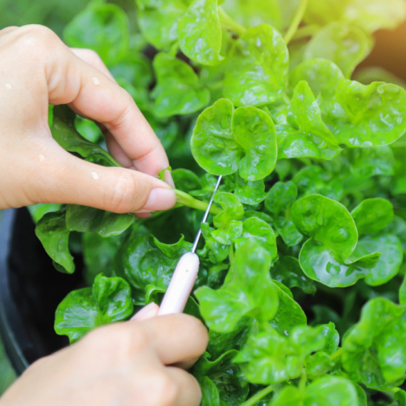 Ovo je najzdravije povrće na svetu; Strućnjaci otkrili zašto i kako da ga uključite u ishranu