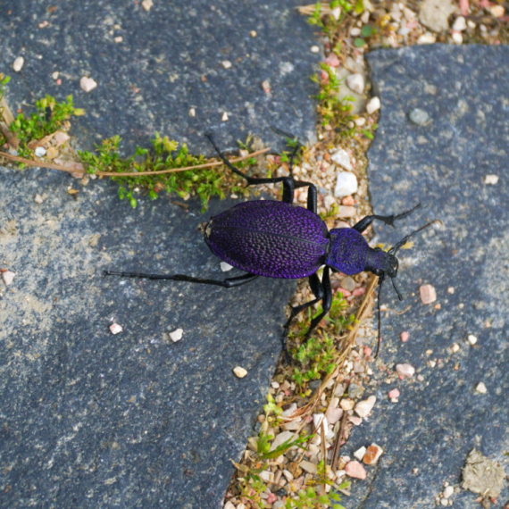 Koliko je opasna nova vrsta insekta otkrivena u Srbiji?