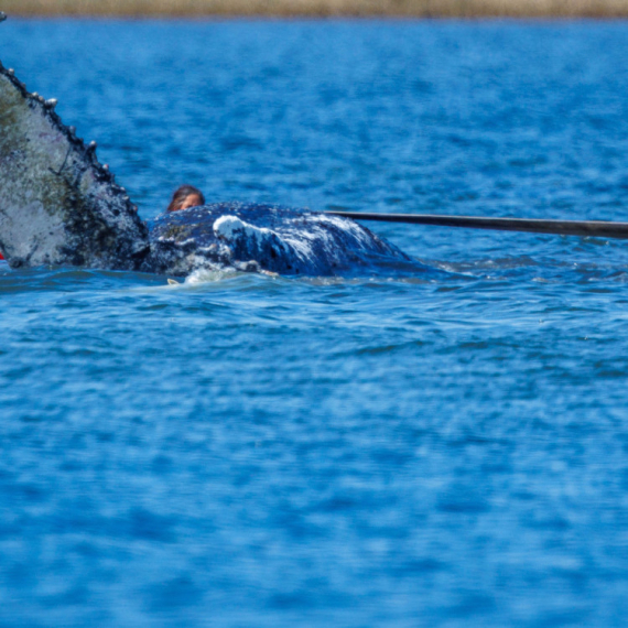Kit Timi prebačen kroz Baltičko more u složenoj spasilačkoj operaciji
