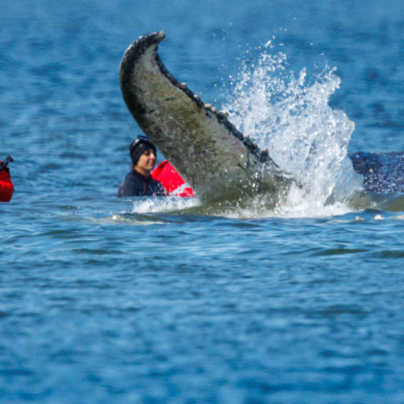 Grbavi kit se zaglavio u plićaku: Počela akcija spasavanja "Timija" FOTO/VIDEO