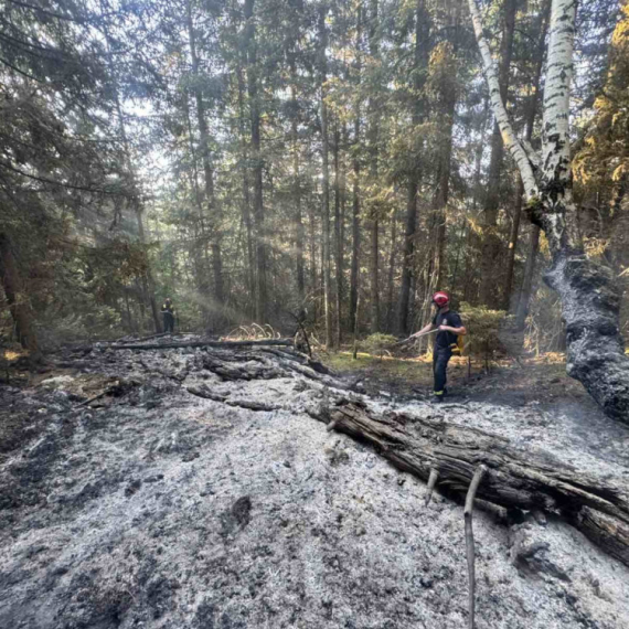 Drama na granici Srbije i Crne Gore; Vatra guta četinarsku šumu, vatrogasci vode tešku borbu FOTO