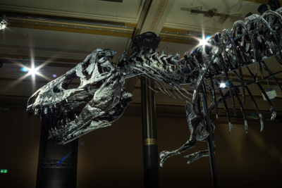 Slika za Očekivali šest miliona, a dobili 47: Skelet dinosaurusa premašio očekivanja