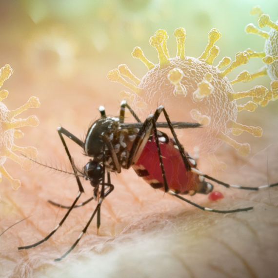 Alarmantno otkriće: Ovako se širi virus Zapadnog Nila