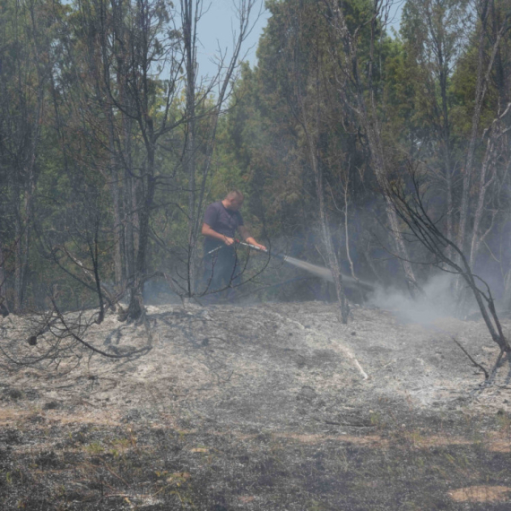 A glimmer of hope for Deliblato Sands: "If things stay this way, the forest will recover — but if not…"