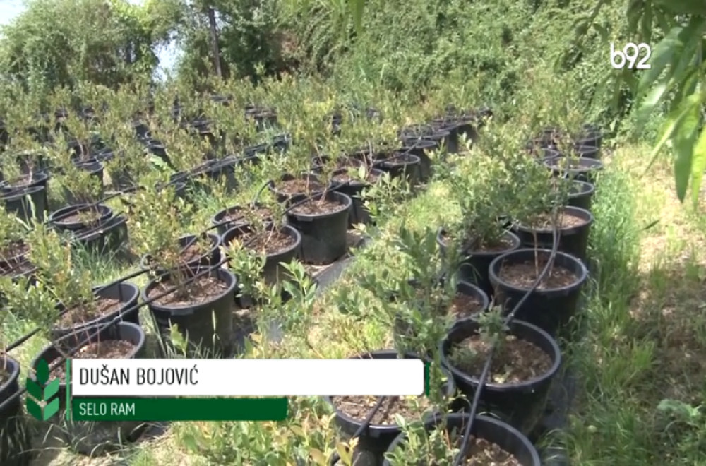 Plodno i rodno 15.06.2025.
