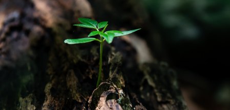 Foto: Shutterstock/David Alberto
